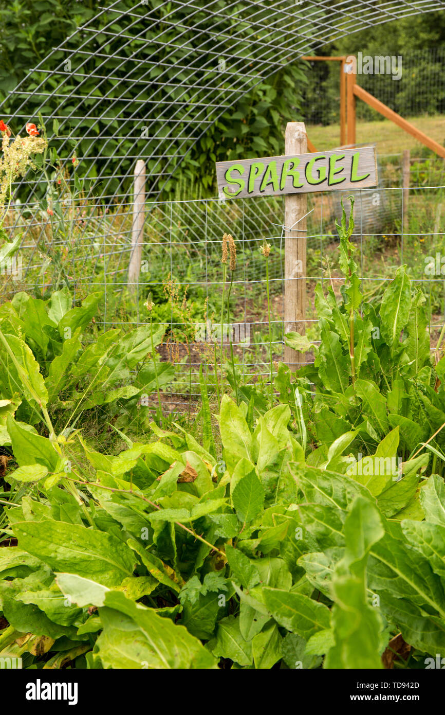 Valle di acero, Washington, Stati Uniti d'America. Garden sorrel crescente nella parte anteriore di un ambiente chiuso spargel (asparagi) giardino. Foto Stock