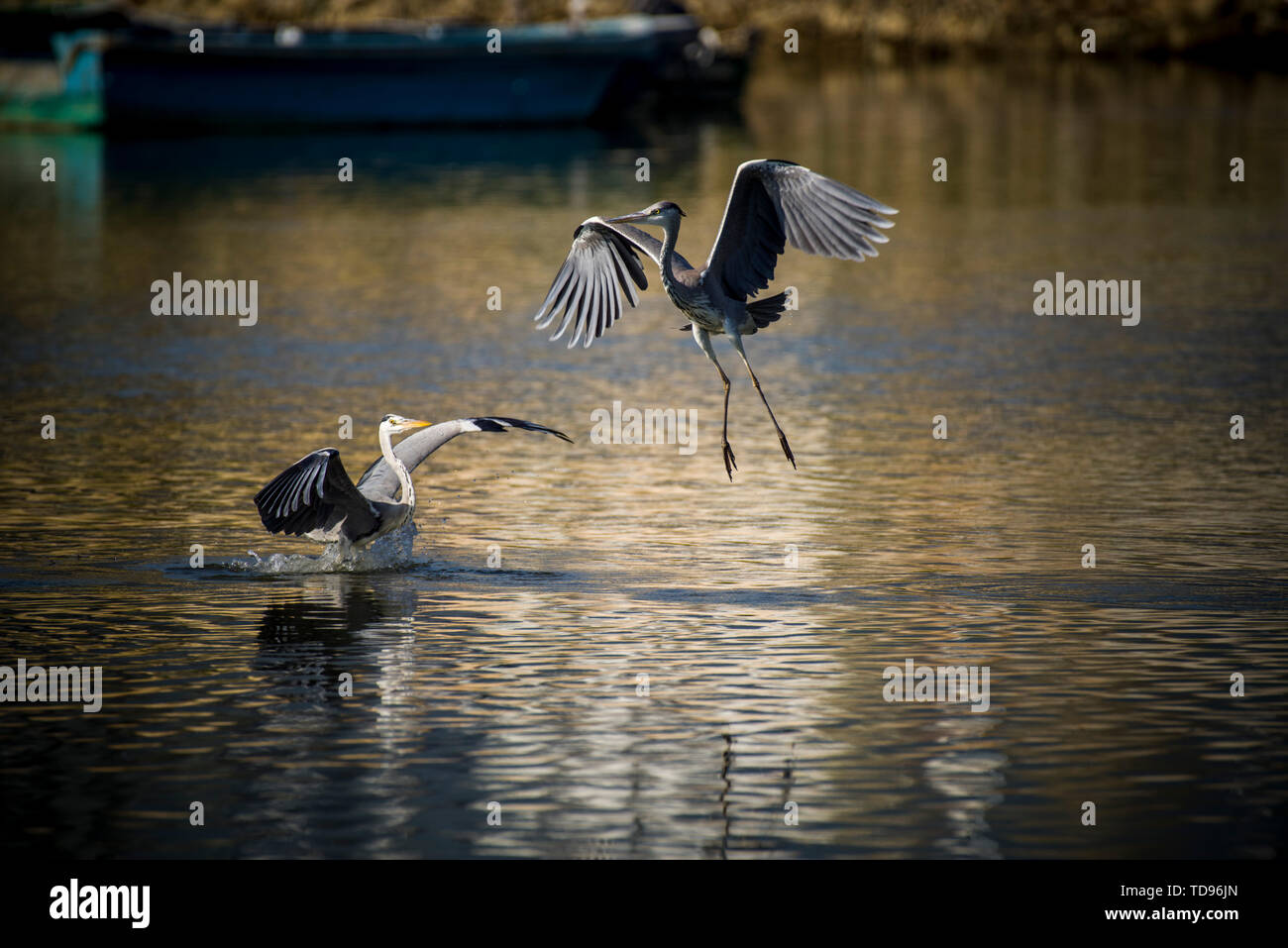 Cerchio ecologico di Yantian Typhoon Shelter in Shenzhen Foto Stock