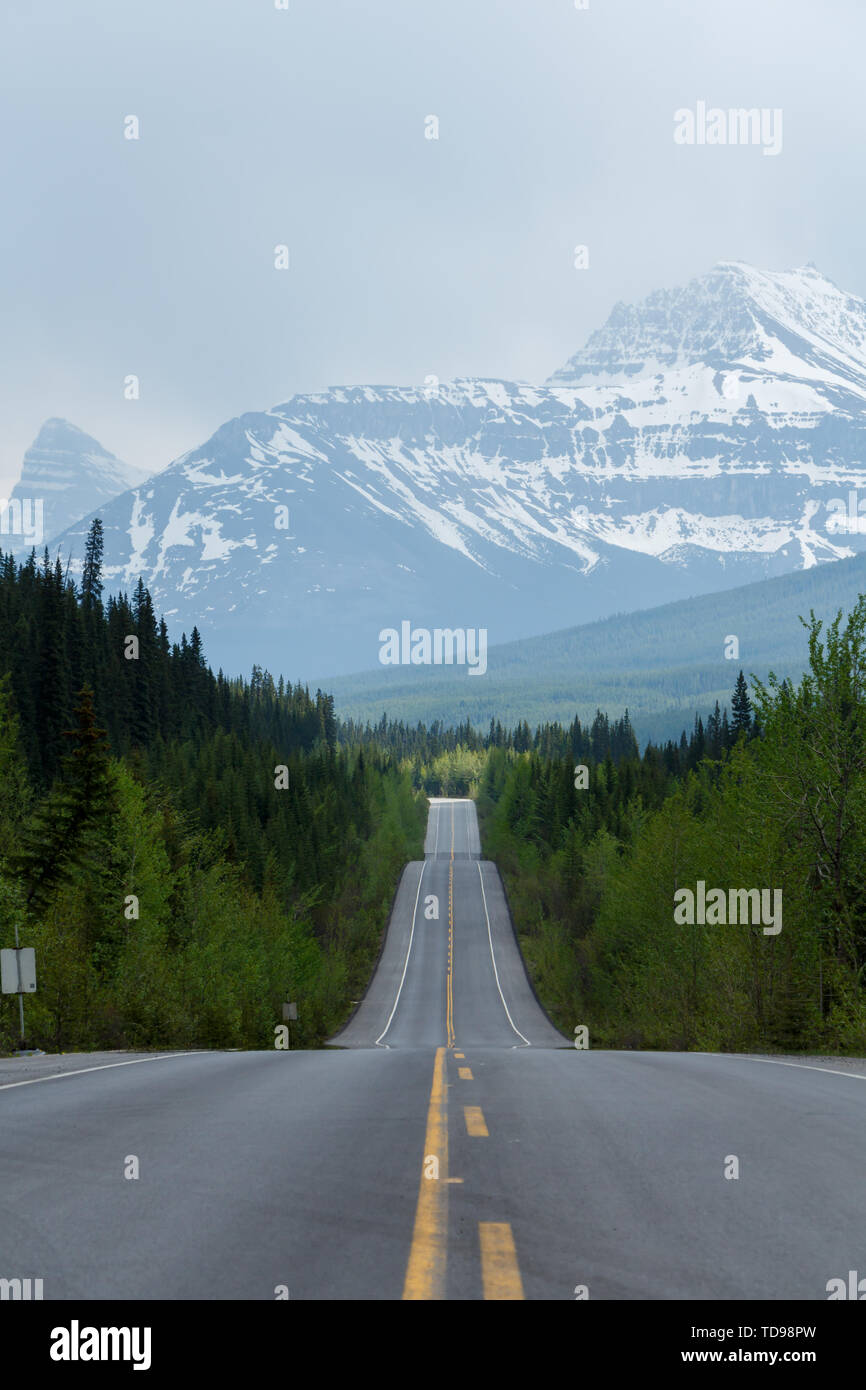 Strada fiancheggiata da alberi che conduce alle alte montagne innevate con moody sky Foto Stock