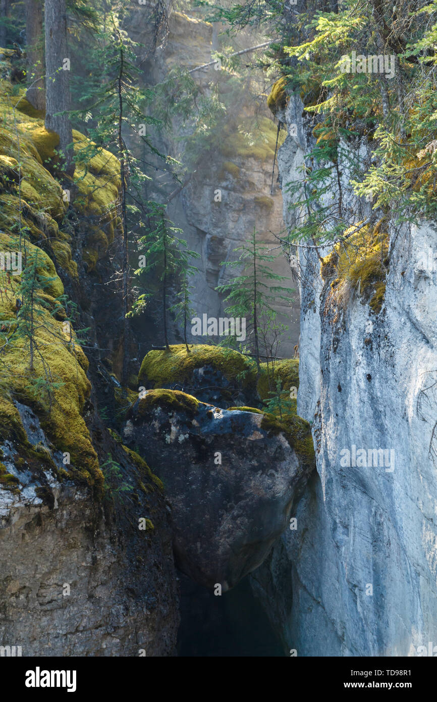 Green mossy rocce con la coltivazione degli alberi Foto Stock