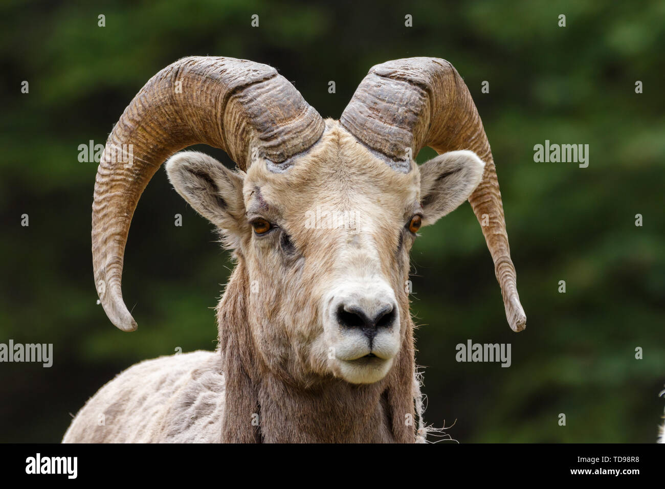 Grande maschio cornuto pecore Close Up Immagine di testa Foto Stock