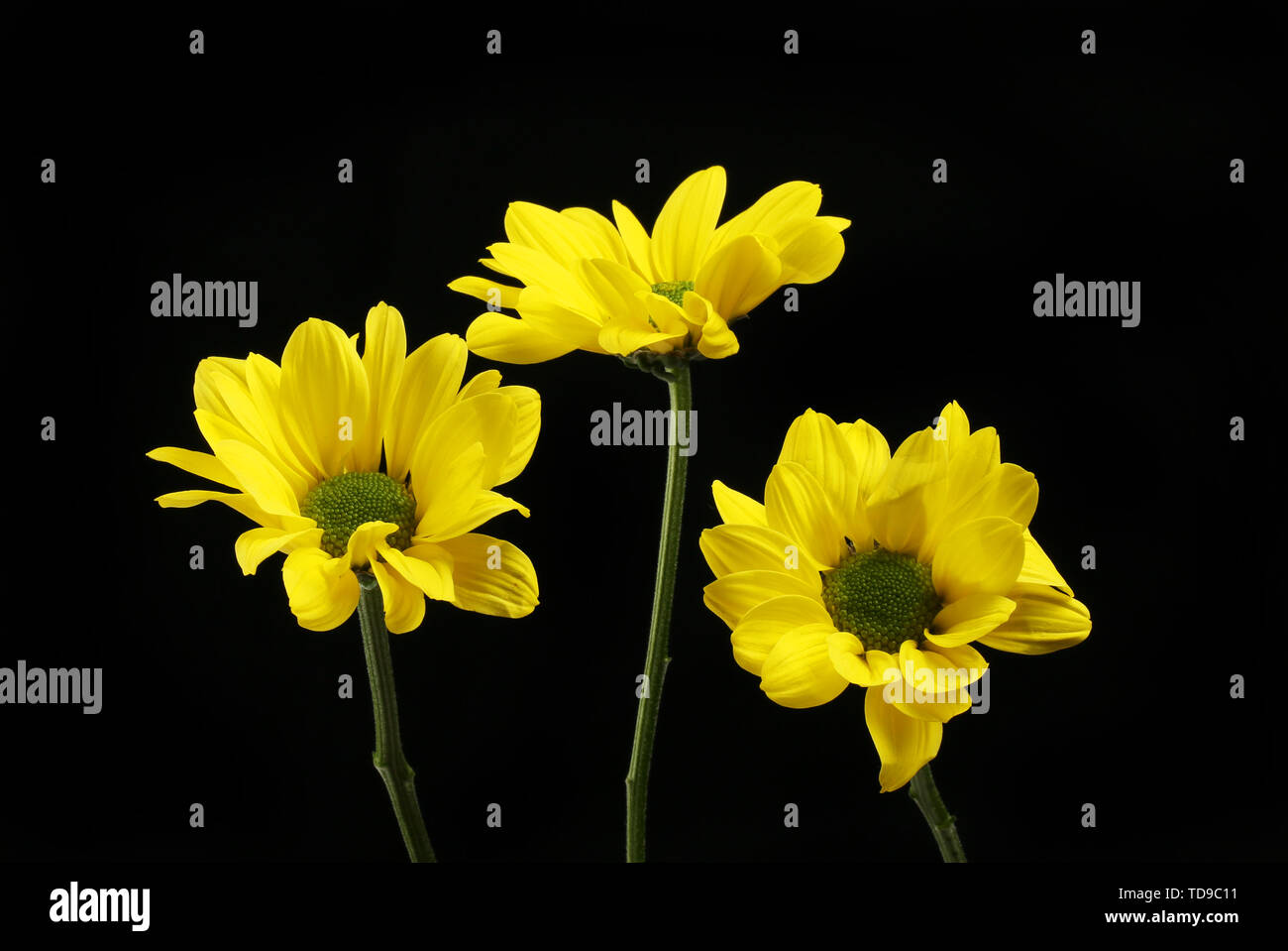 Tre crisantemo giallo fiori nei confronti del nero Foto Stock