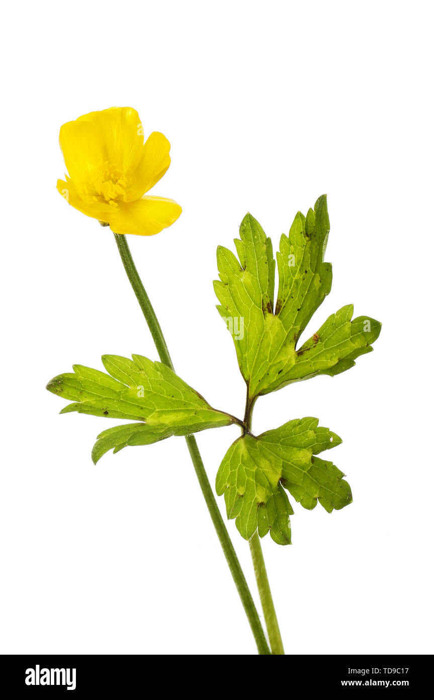 Ranuncolo strisciante, Ranunculus repens, fiori e fogliame isolata contro bianco Foto Stock