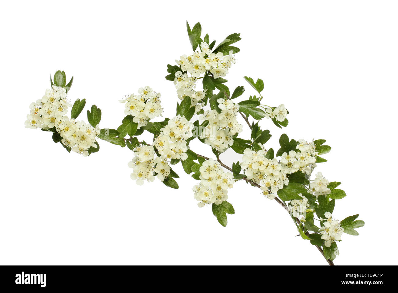 Biancospino,Crataegus monogna, fiori e fogliame isolata contro bianco Foto Stock