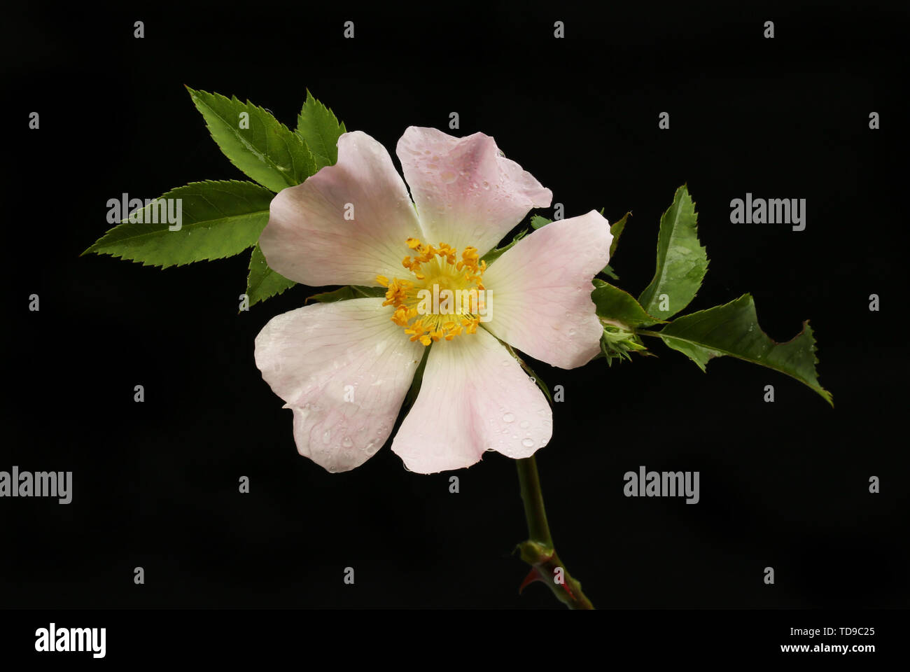 Rosa canina Rosa canina, fiori e fogliame isolata contro il nero Foto Stock