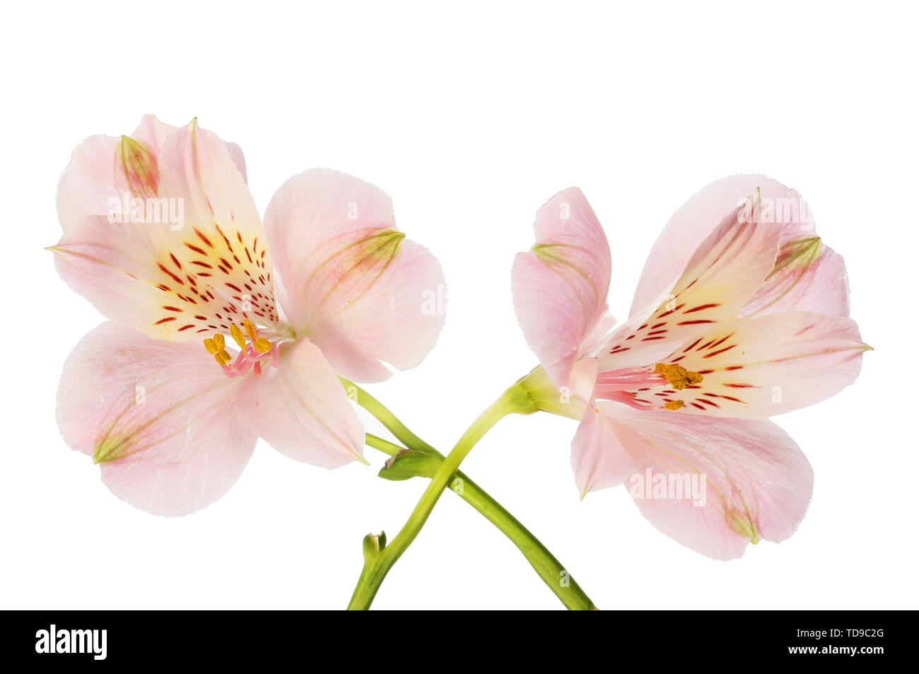 Due viola fiori alstroemeria Foto Stock