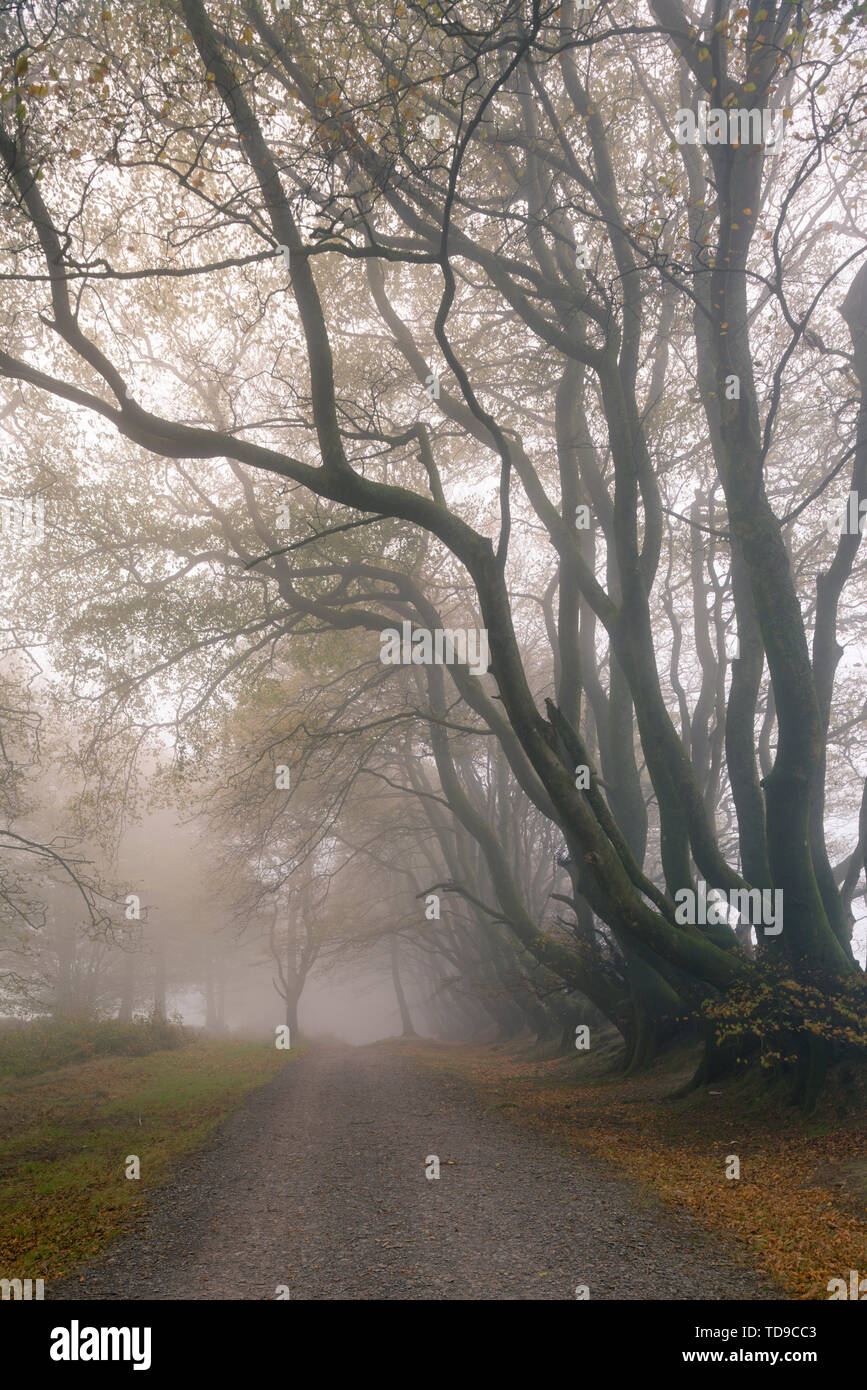 Alberi in una nebbiosa mattina di autunno a guidato su strada nella Quantock Hills vicino Crowcombe, Somerset, Inghilterra. Foto Stock