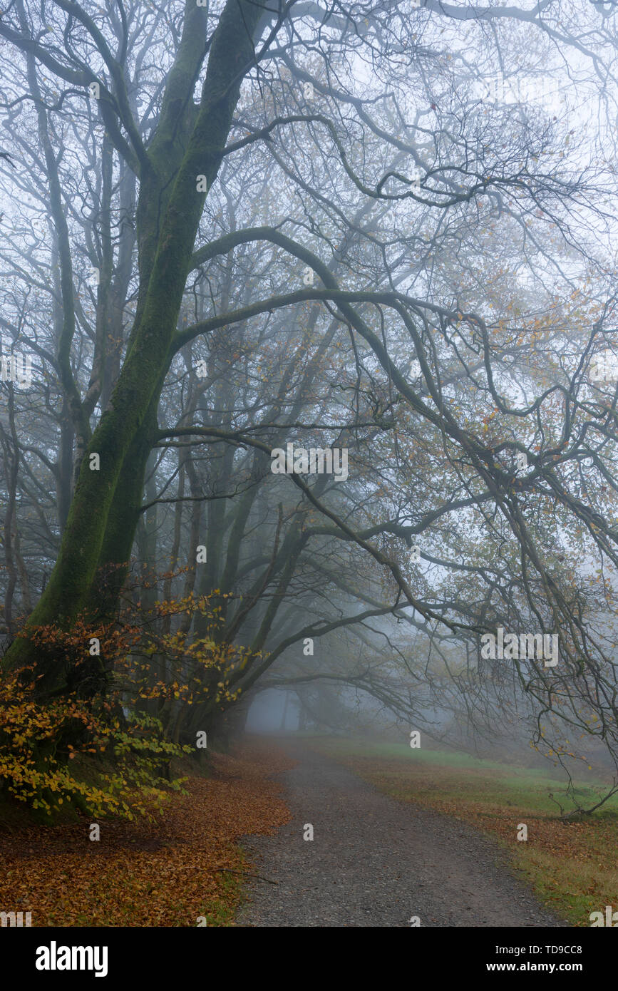 Alberi in una nebbiosa mattina di autunno a guidato su strada nella Quantock Hills vicino Crowcombe, Somerset, Inghilterra. Foto Stock