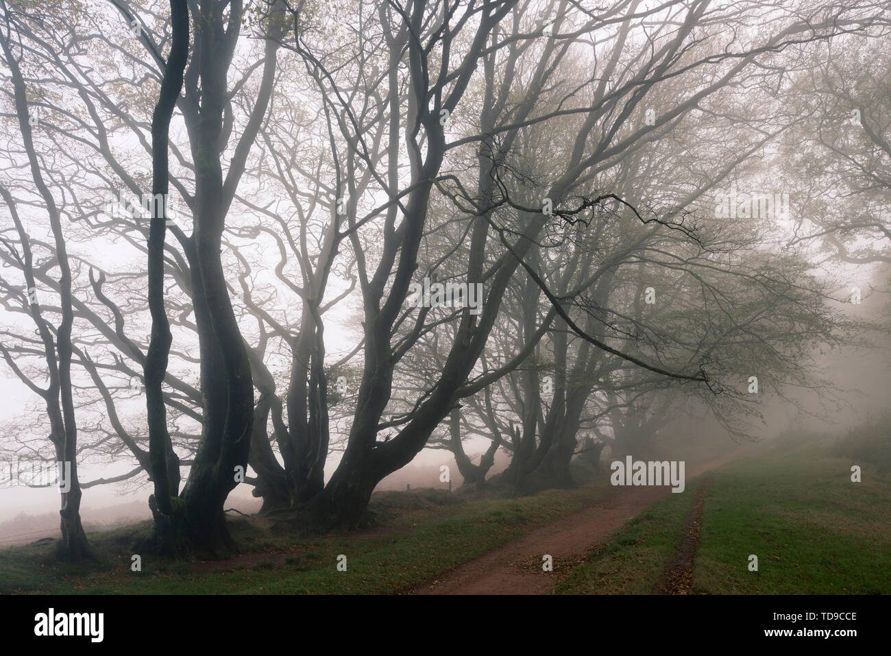 Alberi in una nebbiosa mattina di autunno a guidato su strada nella Quantock Hills vicino Crowcombe, Somerset, Inghilterra. Foto Stock