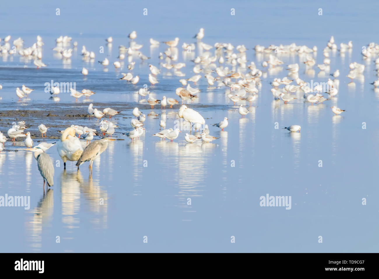 Stormo di uccelli sul lago blu in luce dorata al tramonto Foto Stock
