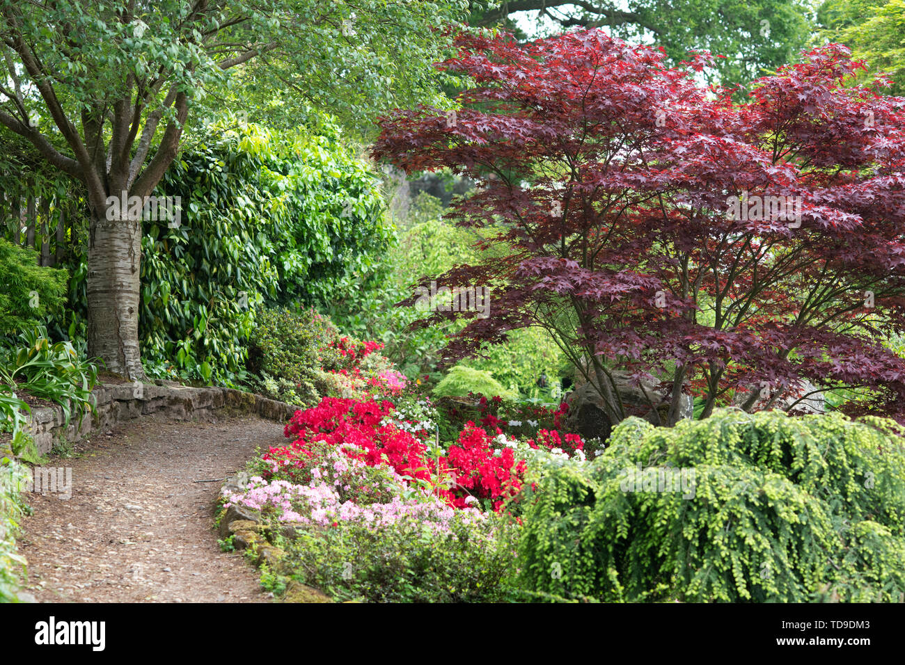 Percorso attraverso RHS Wisley Gardens, Surrey, Regno Unito Foto Stock