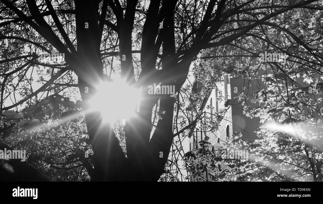 Sole che splende attraverso un albero al tramonto, in bianco e nero Foto Stock