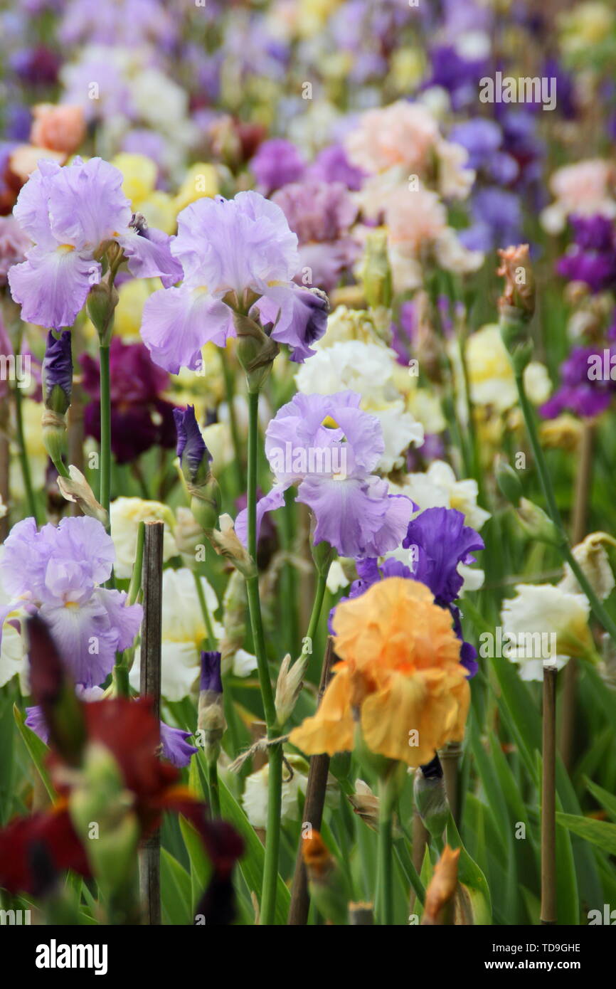Visualizzazione mista di tall irisies barbuto in un giardino confine - Maggio Foto Stock