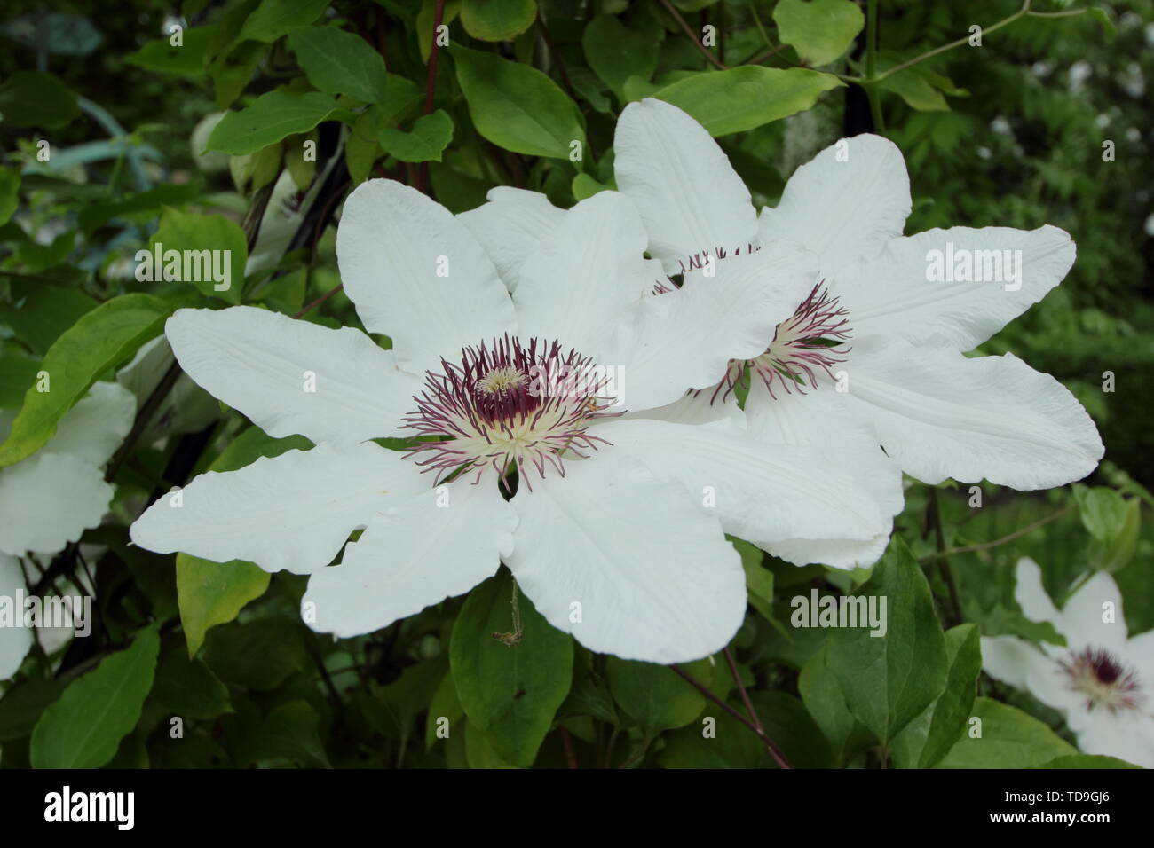 La clematide 'giorno di nozze' in fiore - Giugno Foto Stock