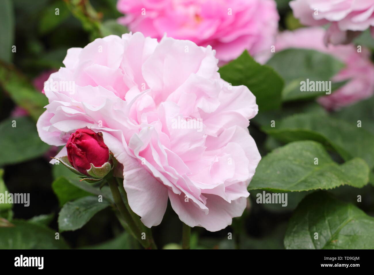 Rosa 'Mary Rose', fragrante inglese rosa ad arbusto allevati da David Austin - Giugno Foto Stock