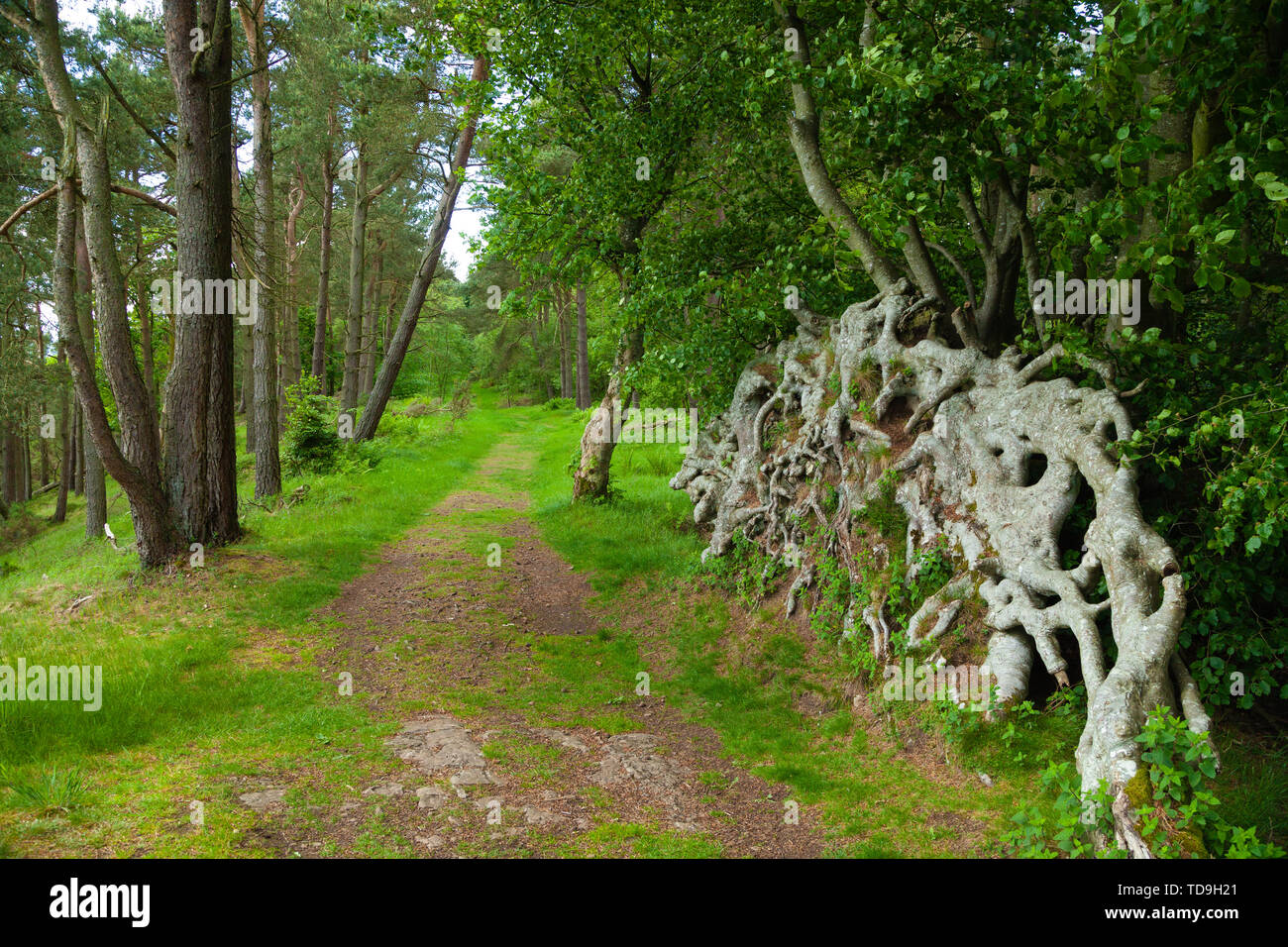 Un percorso di forrest sulla collina Moncreiffe Perthshire Scozia. Foto Stock