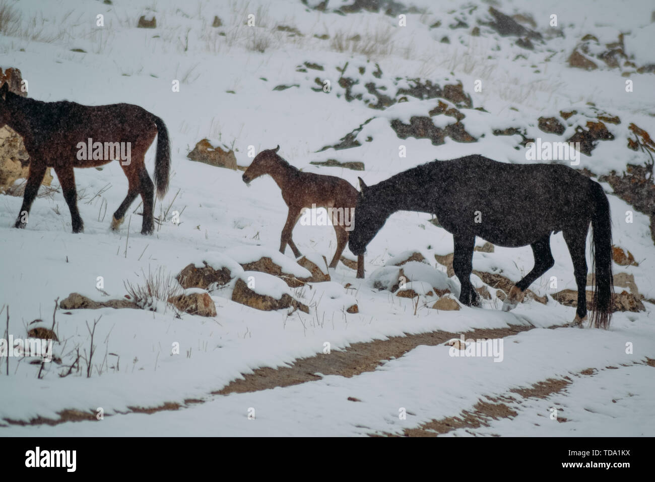 Allevamento di cavalli nelle montagne innevate Foto Stock