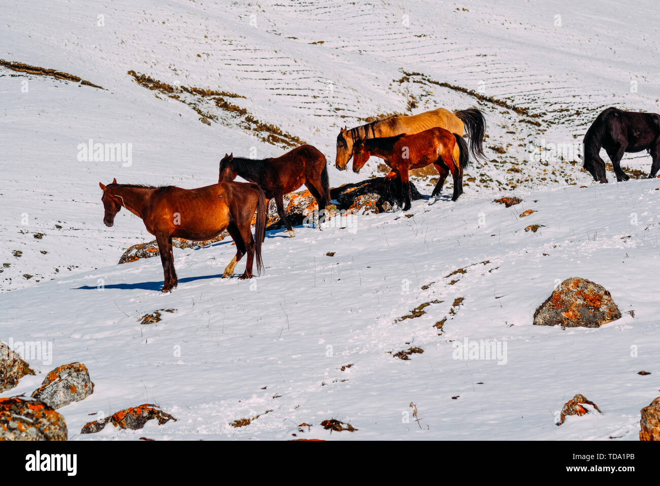 Allevamento di cavalli su una montagna innevata in ore diurne Foto Stock
