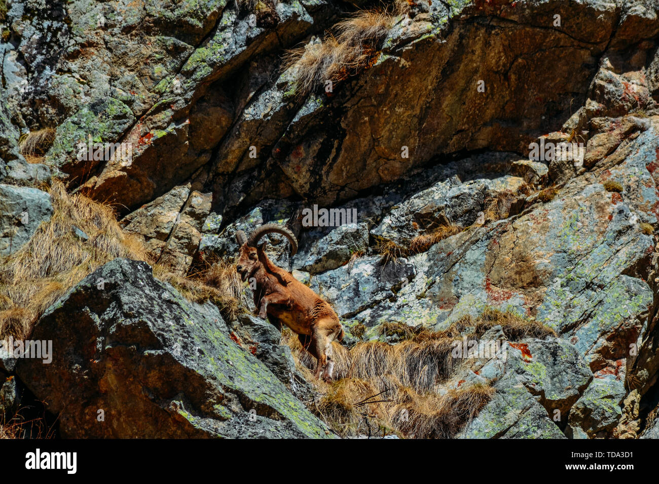 Capre di montagna su una roccia nelle ore diurne Foto Stock