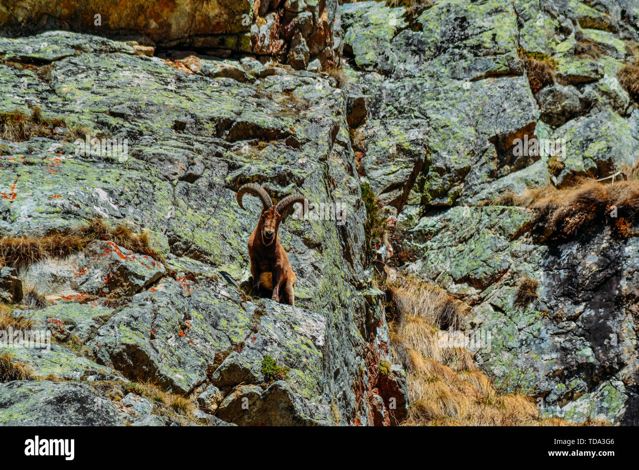 Capre di montagna su una roccia nelle ore diurne Foto Stock
