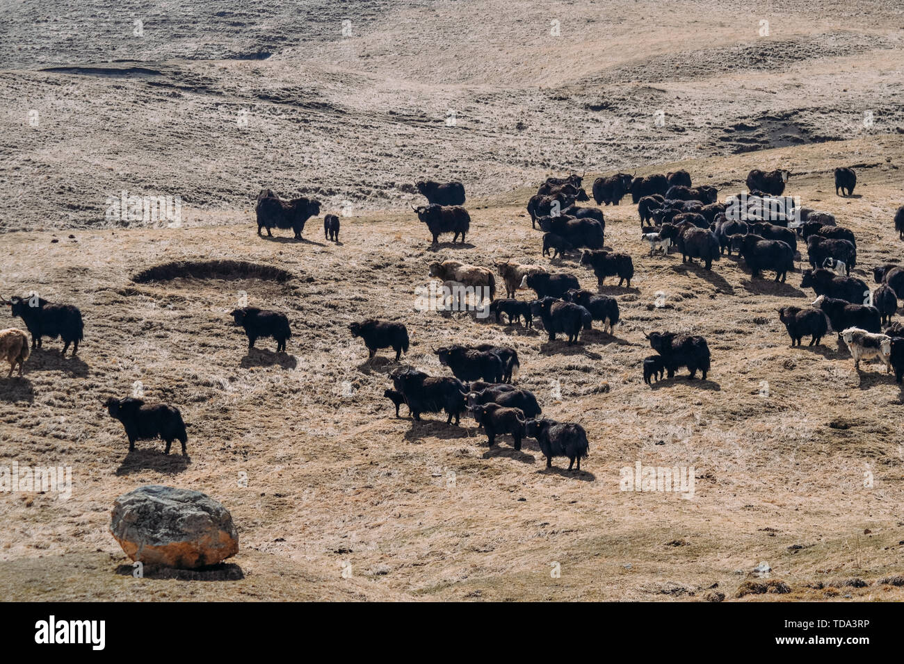 Gli animali della fattoria per una passeggiata nelle ore diurne Foto Stock