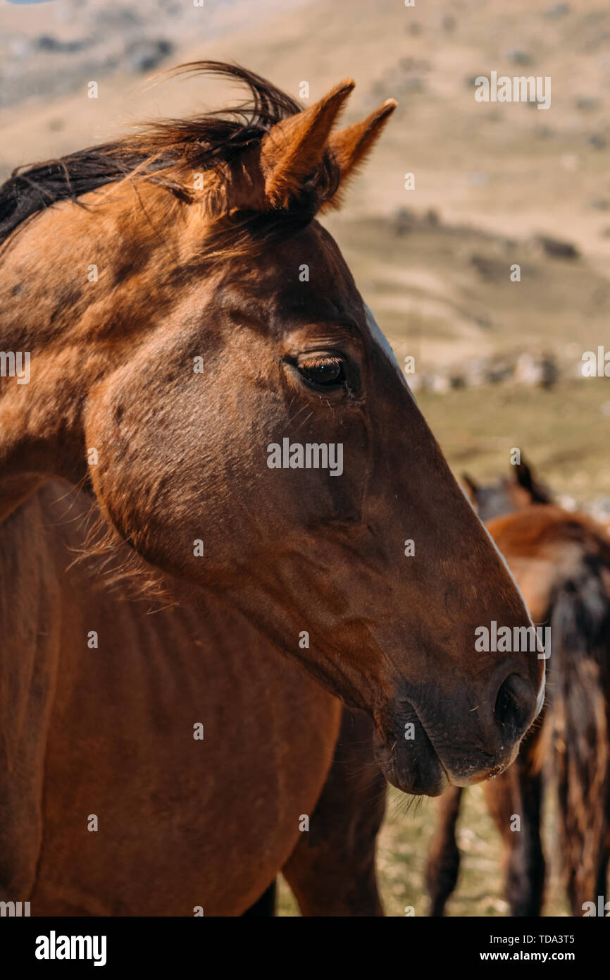 A cavallo nella campagna in ore diurne Foto Stock