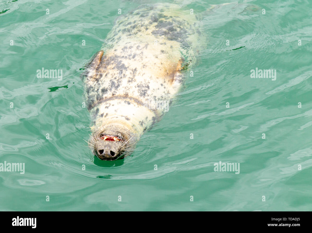 Grey Seal Halichoerus Grypus primo piano mangiare pesce Foto Stock