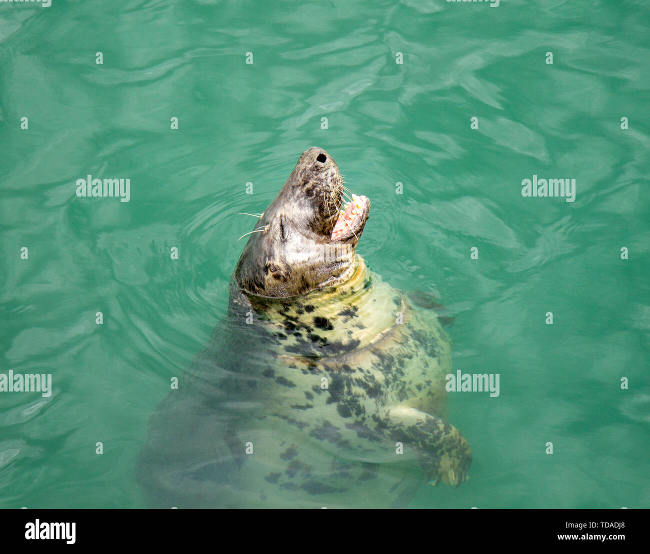 Grey Seal Halichoerus Grypus primo piano mangiare pesce Foto Stock
