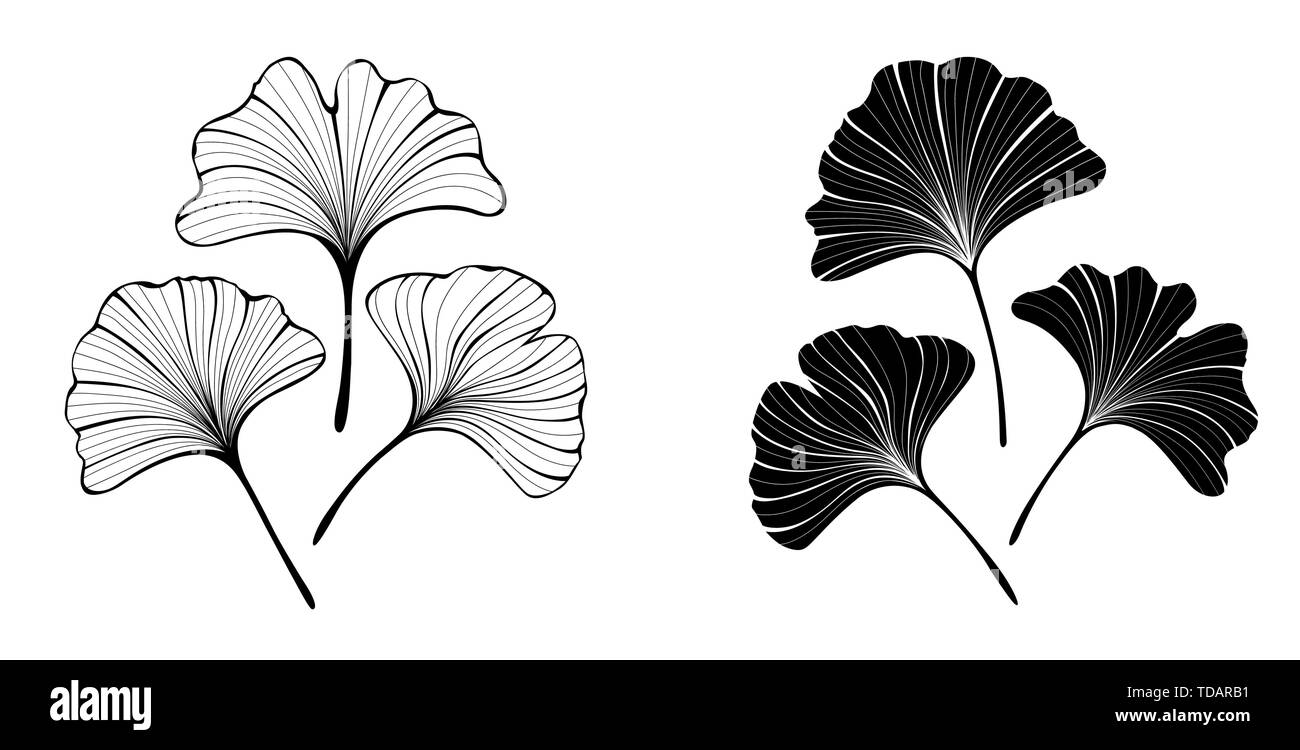 Set di bianco e nero, nero, contorno, stilizzate e isolato le foglie di ginkgo biloba su sfondo bianco. Illustrazione Vettoriale