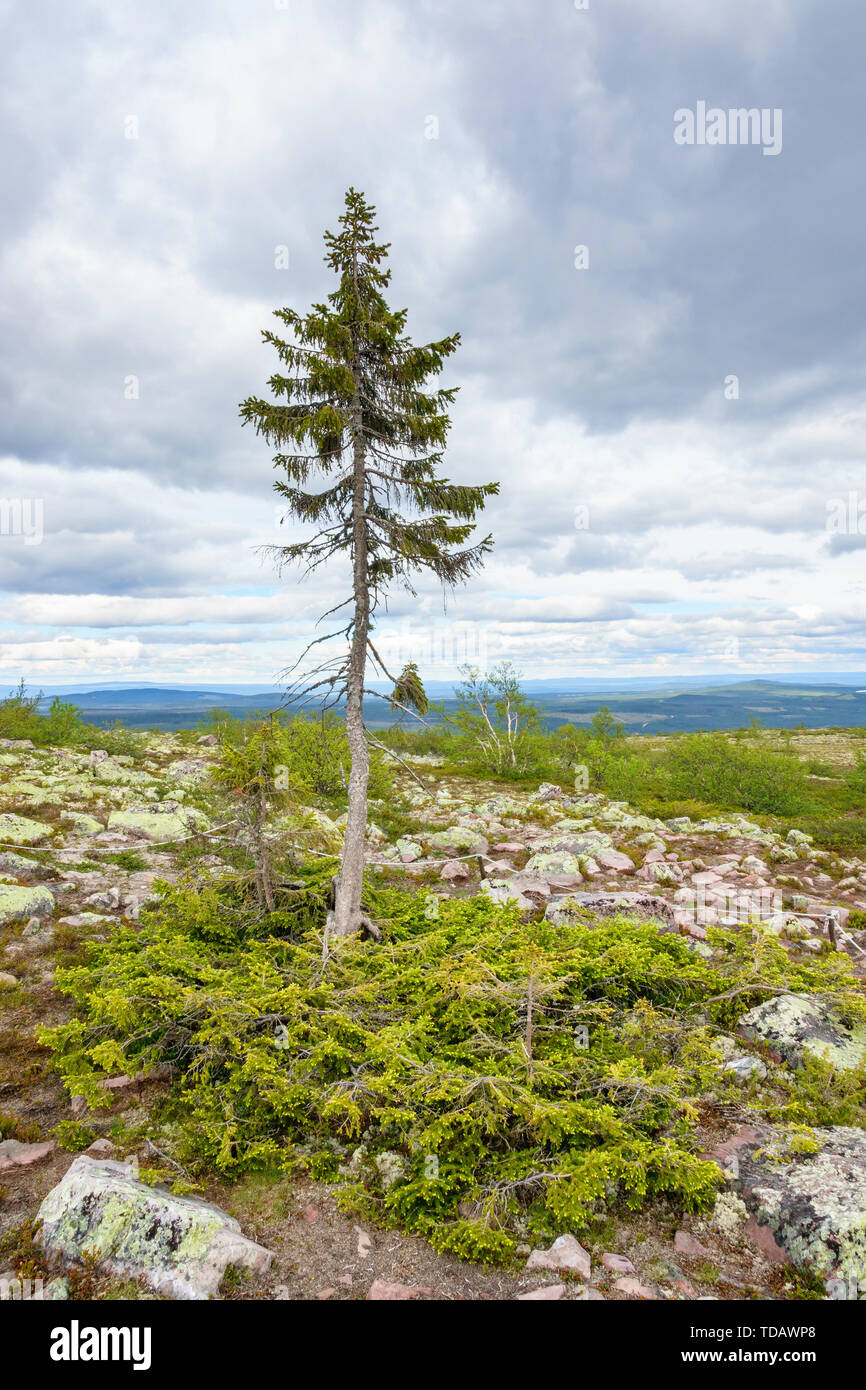 Old Tjikko un famoso albero di abete känt för più antico del mondo di albero in montagne svedese Foto Stock