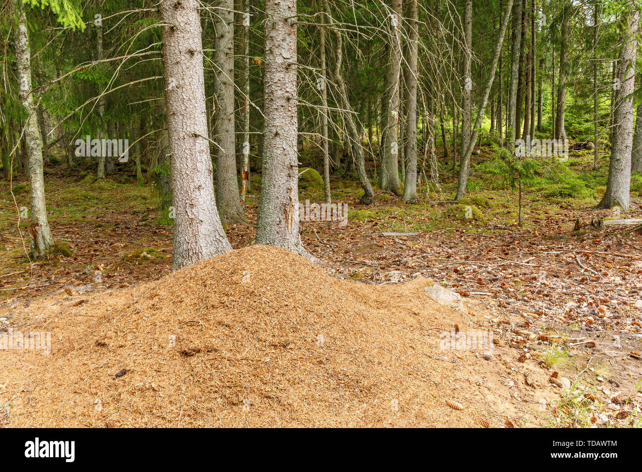 Formicaio in una foresta di conifere Foto Stock