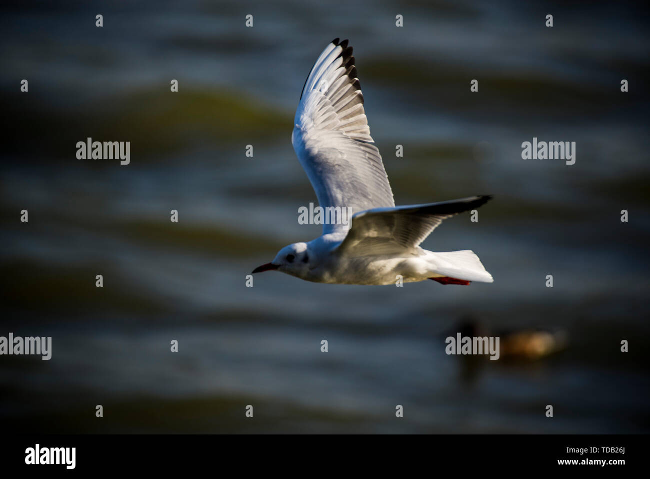 Bellissima vista di Shenzhen Foto Stock