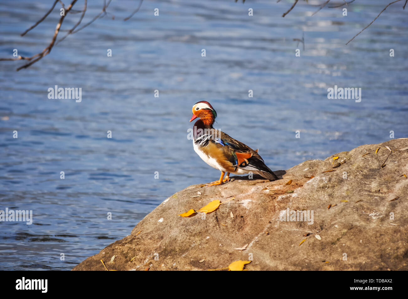 Close-up di anatre di mandarino in riva al lago Foto Stock