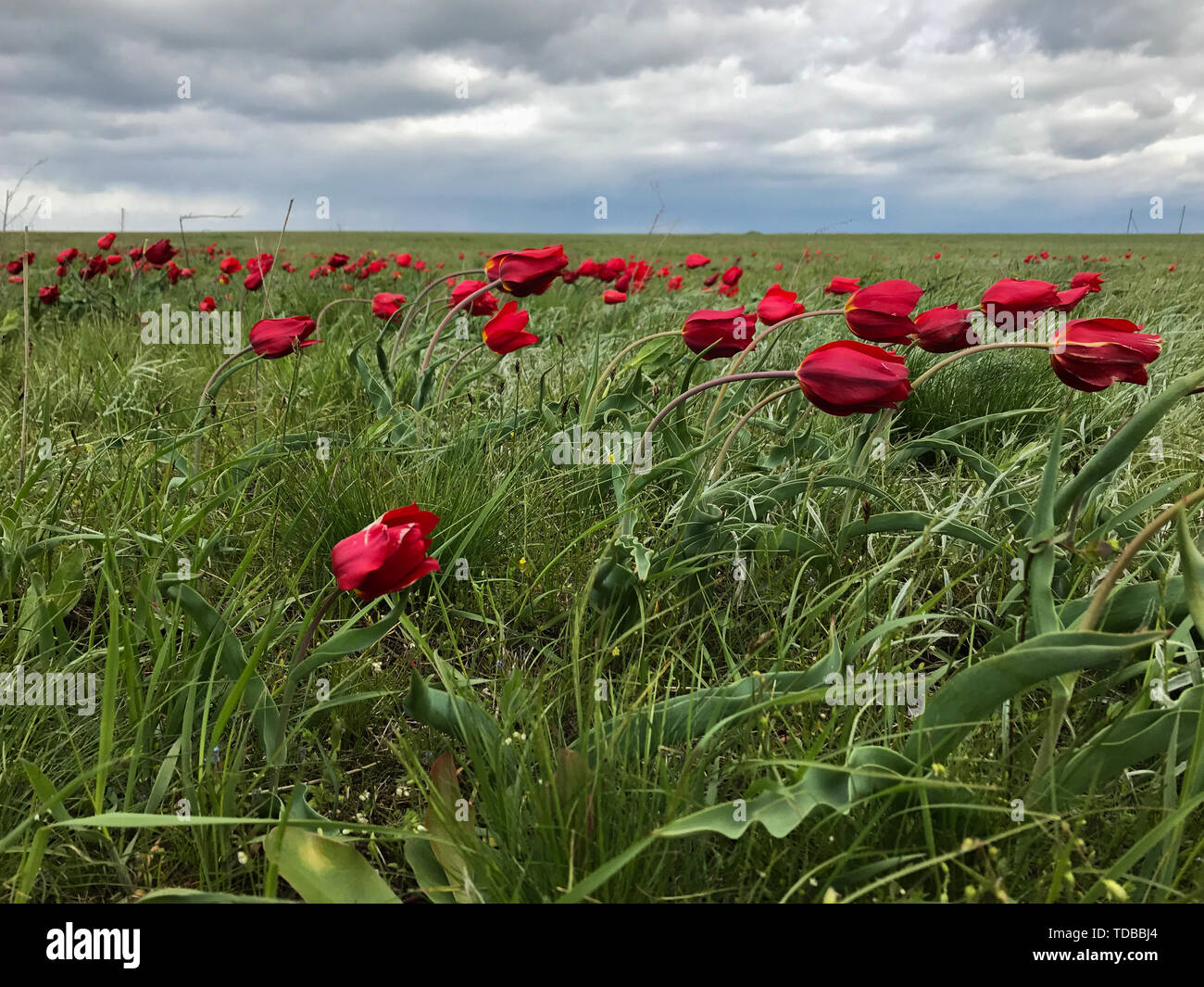 Il vento soffia un campo di papaveri rossi nelle ore diurne Foto Stock