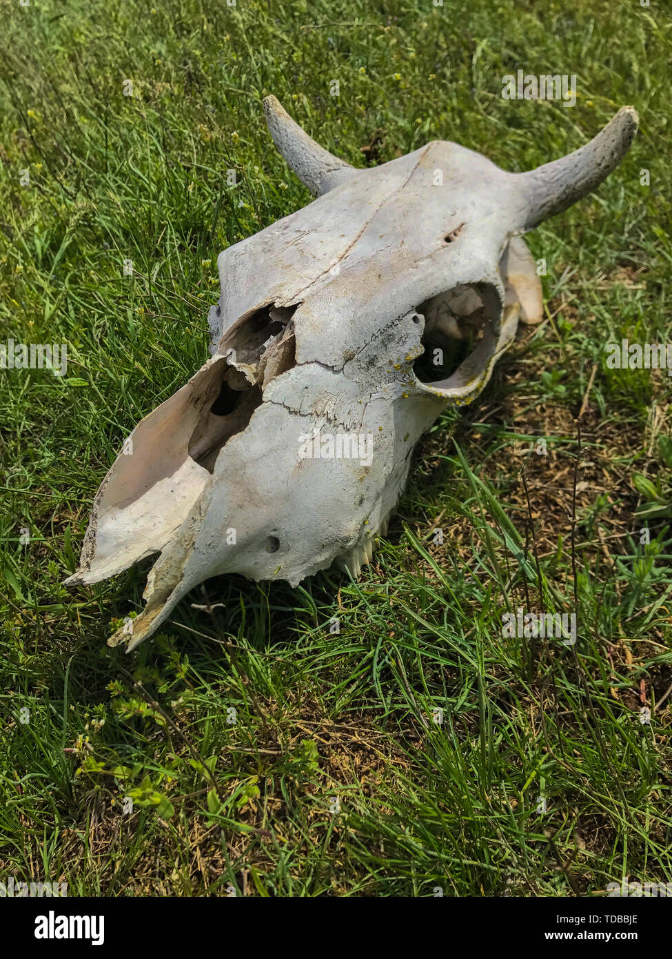 Cranio bianco del bestiame su erba verde Foto Stock