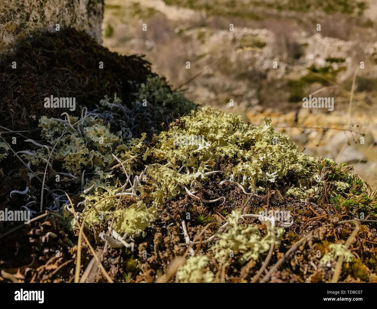 Erba secca e la vegetazione e moss nelle montagne di pietra Foto Stock