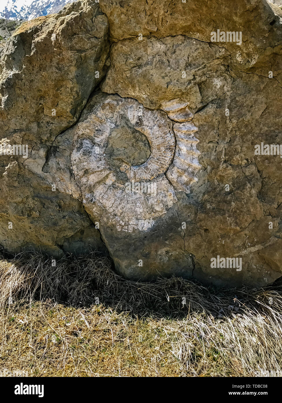 Antica pietra con un modello naturale in forma di una coclea Foto Stock