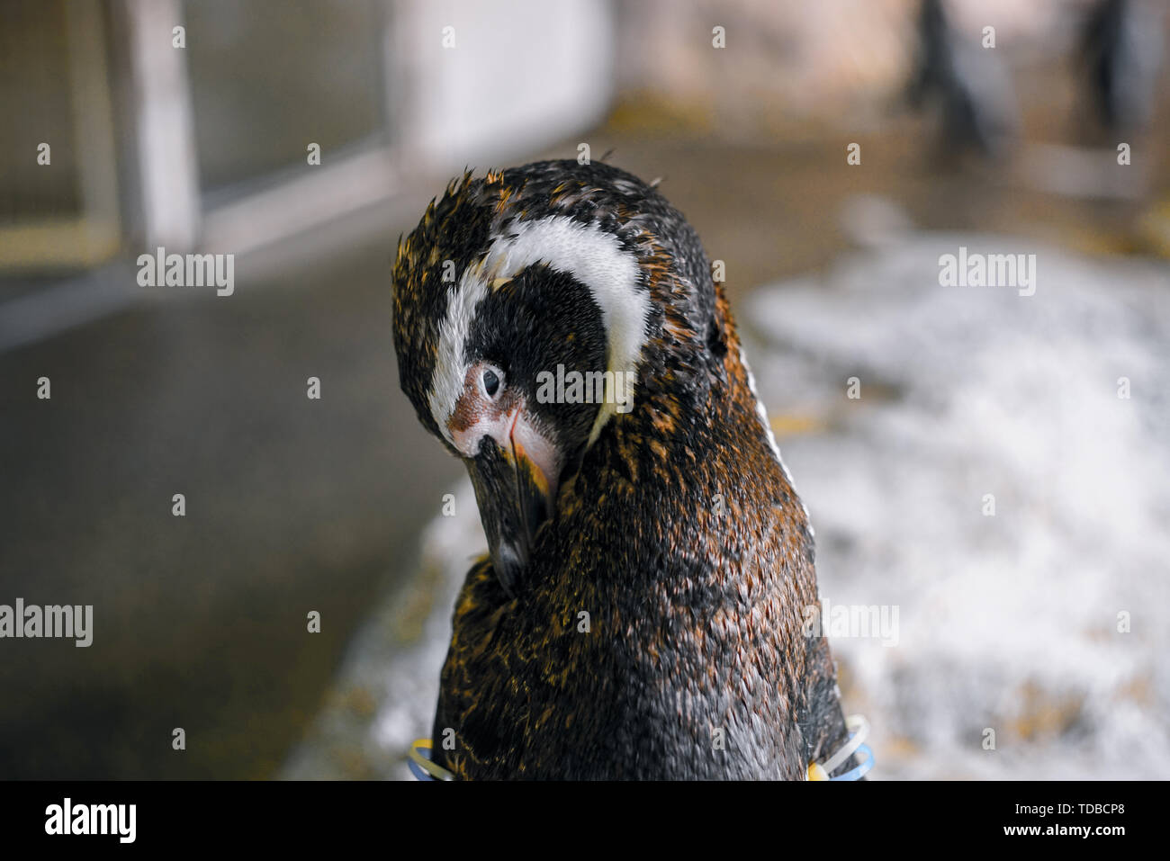 Diagramma Del Pinguino Immagini E Fotografie Stock Ad Alta Risoluzione diagramma-del-pinguino-immagini-e-fotografie-stock-ad-alta-risoluzione