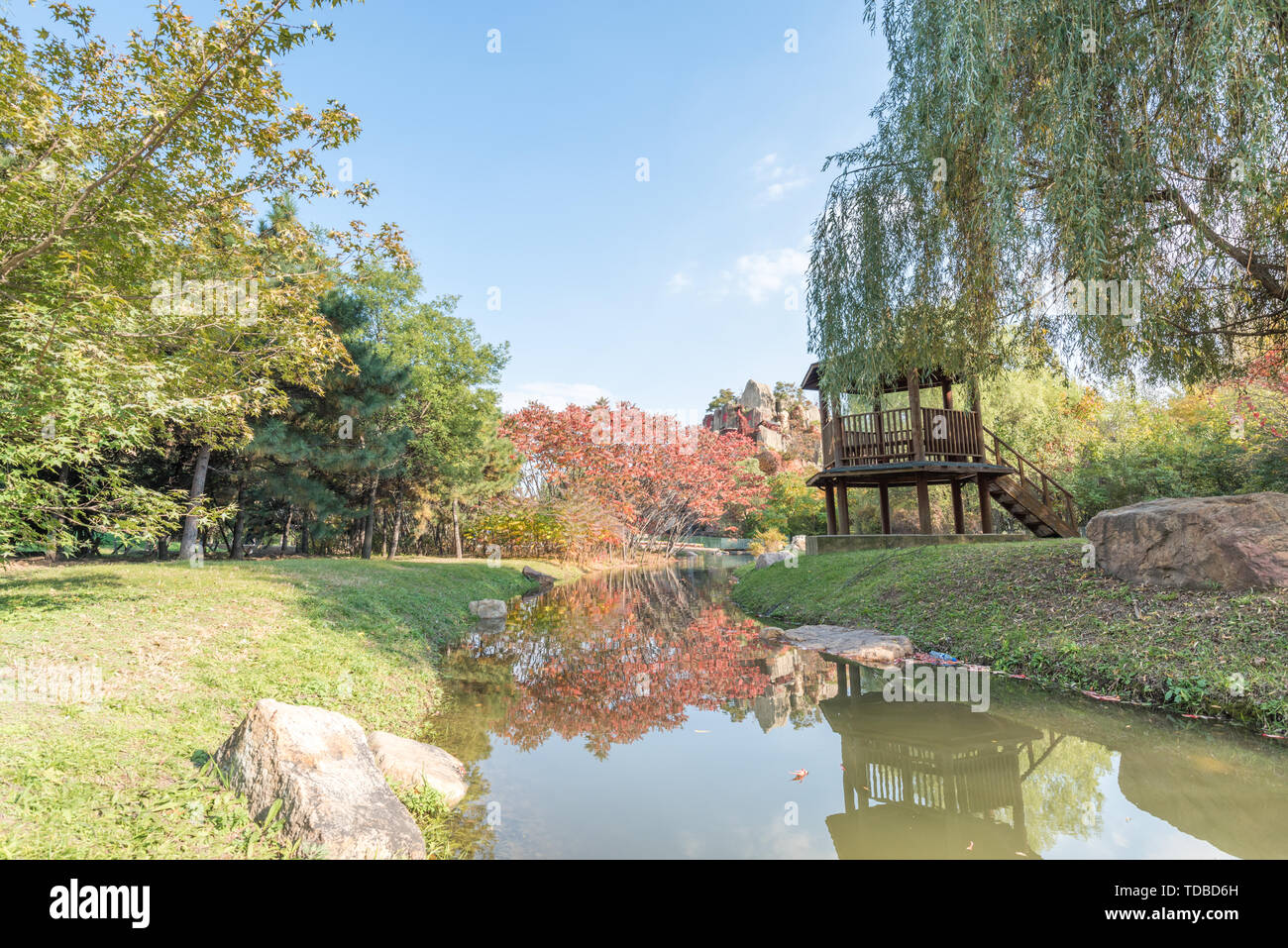Autunno Swan anatra selvatica in Outdoor stagno Grove nel Parco di Shenyang, Cina Foto Stock