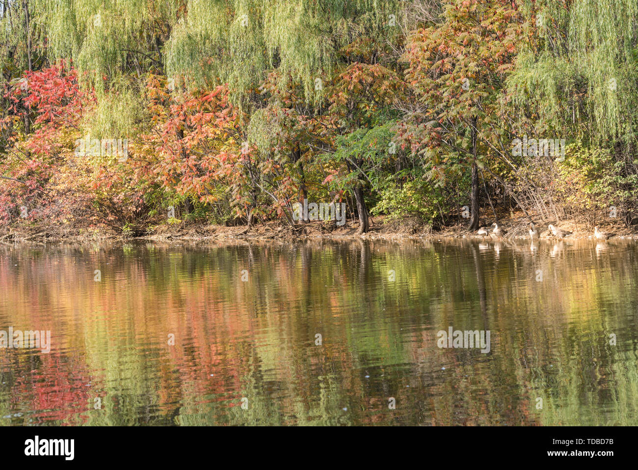 Autunno Swan anatra selvatica in Outdoor stagno Grove nel Parco di Shenyang, Cina Foto Stock