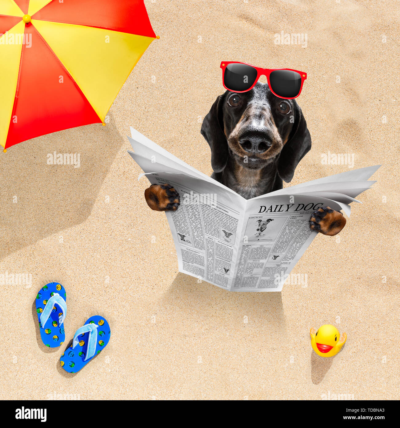 Salsiccia di cane bassotto presso la spiaggia si legge il giornale in  sabbia sotto ombrellone in vacanza estiva vacanza all'Ocean Beach Foto  stock - Alamy