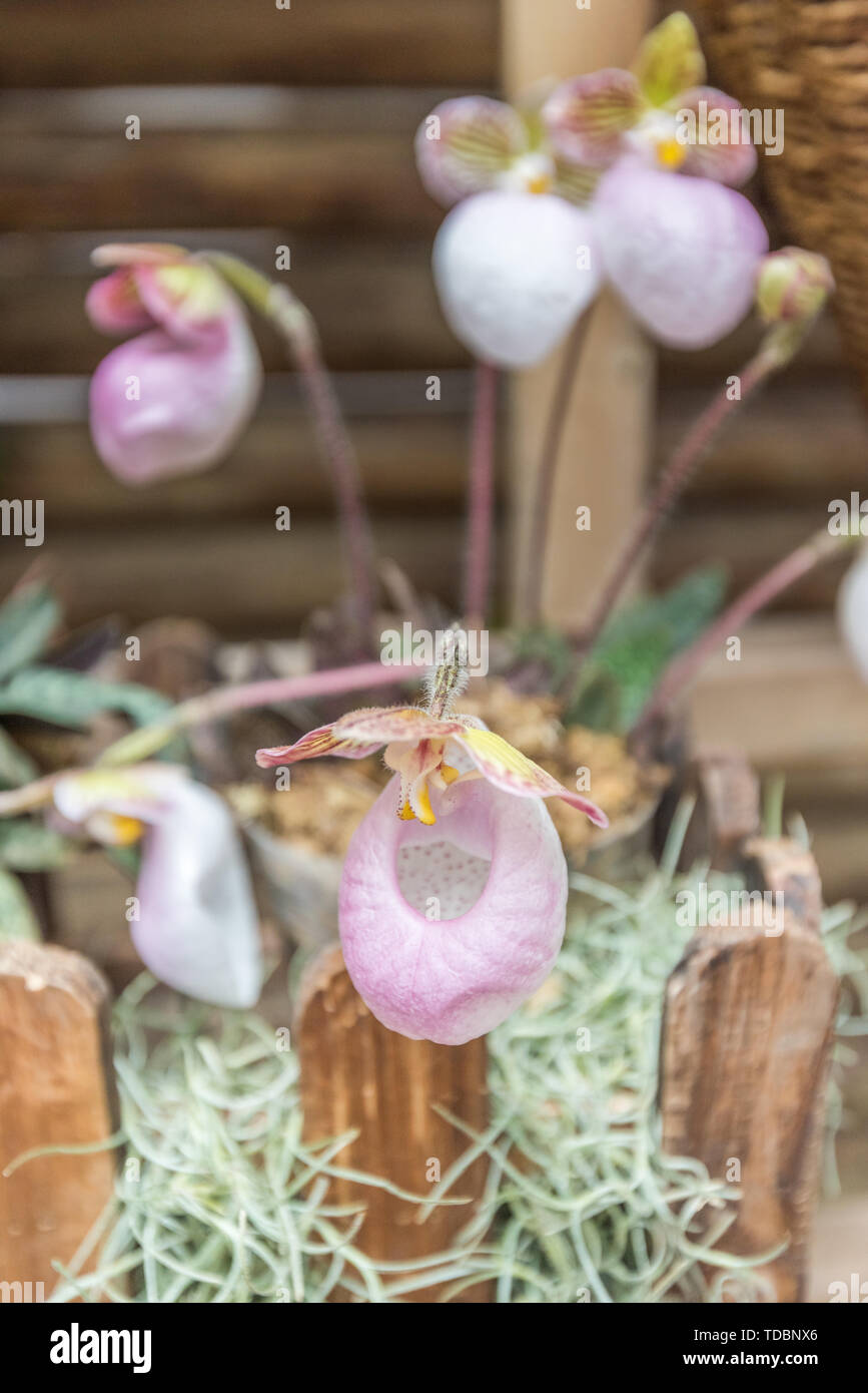 Primo piano della hard-lasciava fiori di orchidea Foto Stock
