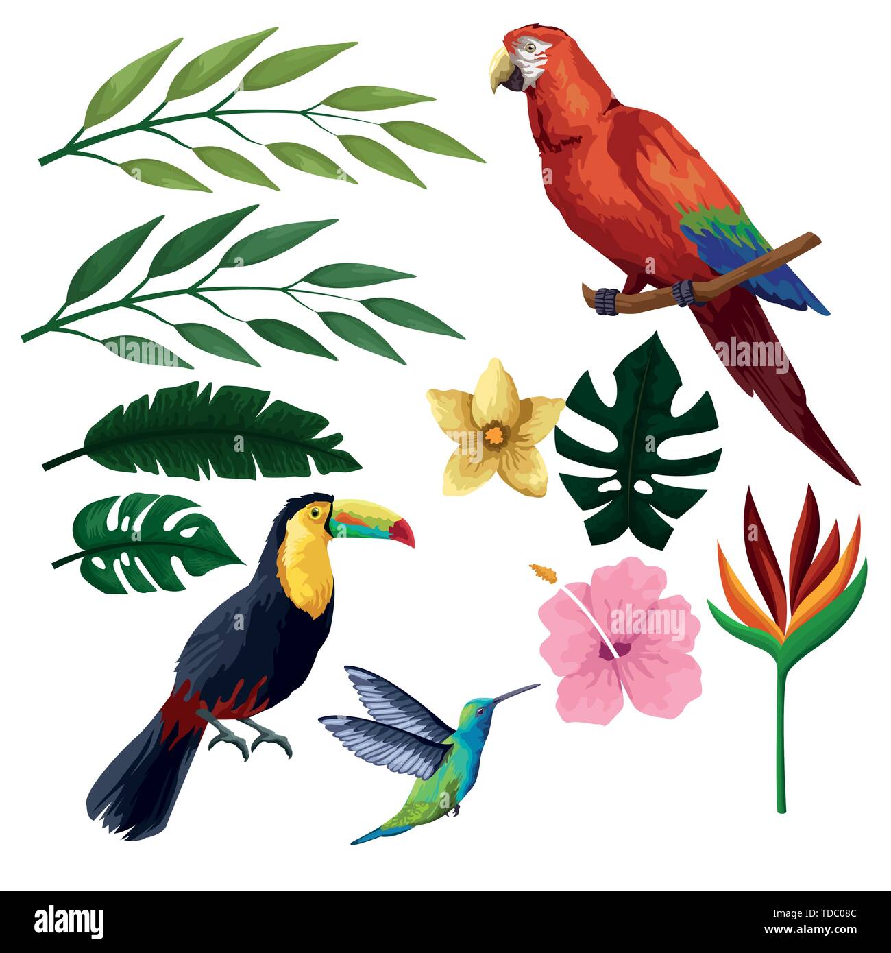 Gli uccelli esotici e fauna tropicali Illustrazione Vettoriale