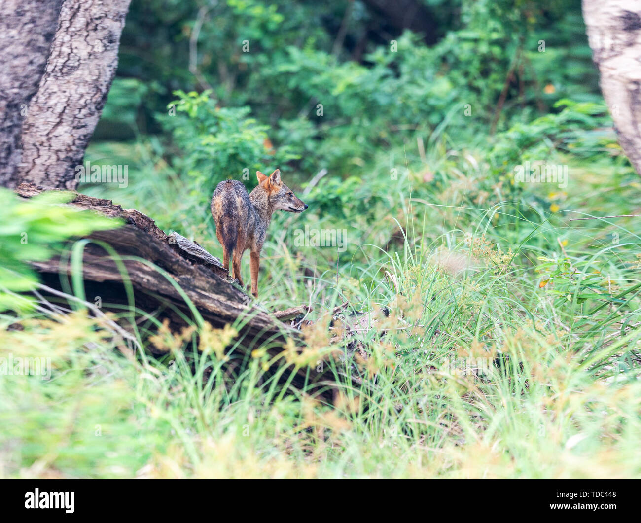 Un jackal in esecuzione in un cittadino dello Sri Lanka park. Foto Stock