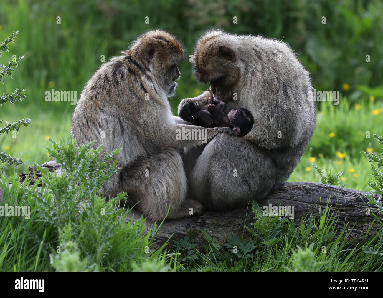 Tre settimane vecchio Barbary macaque Daisy nelle braccia di suo padre Oliver con mamma Coral a Blair Drummond Safari Park vicino a Stirling, dove papà possono andare gratuitamente su giugno XV e XVI per la Festa del papà. Foto Stock