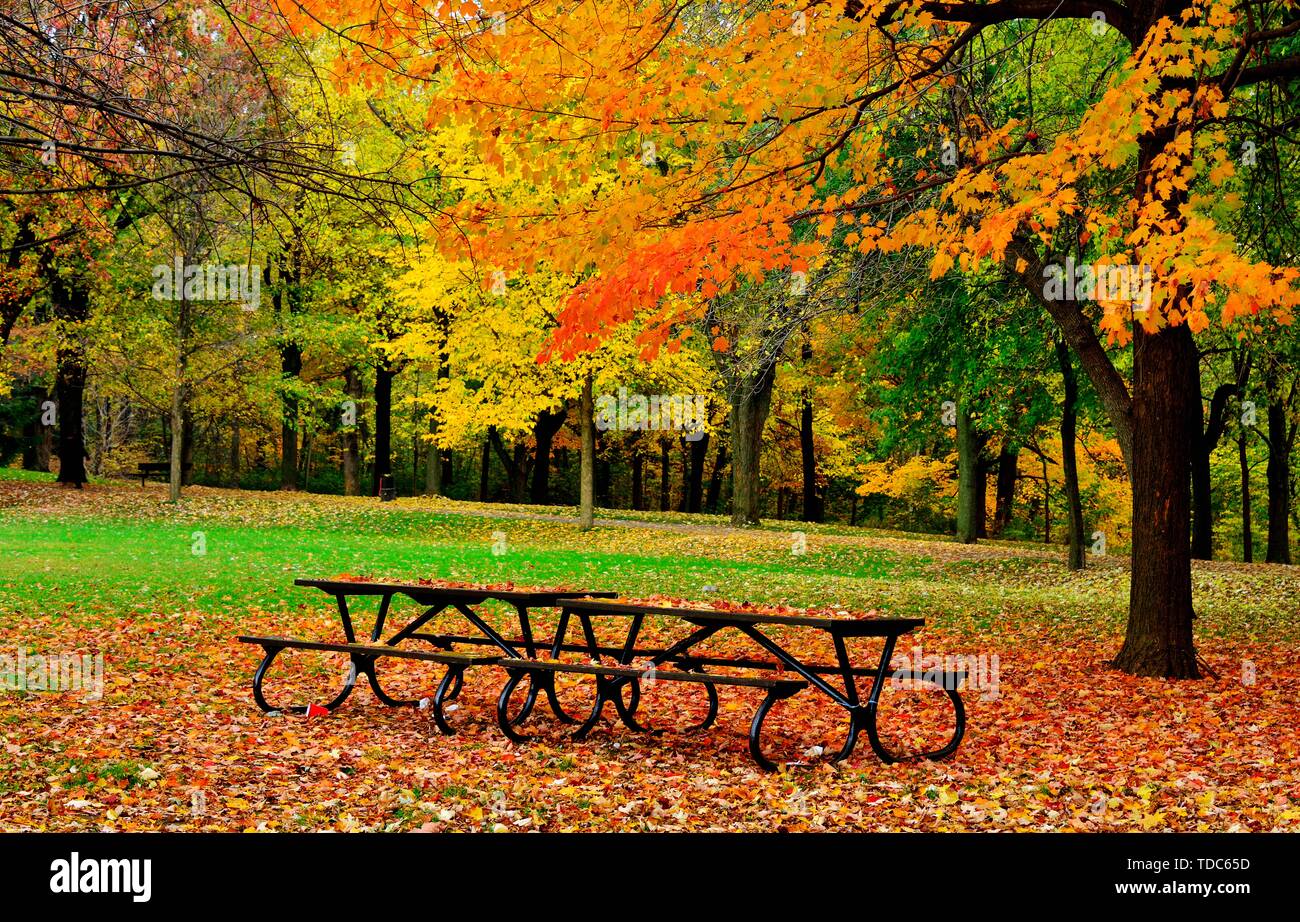 North Michigan Autunno Nikon D800 28-300 Foto Stock