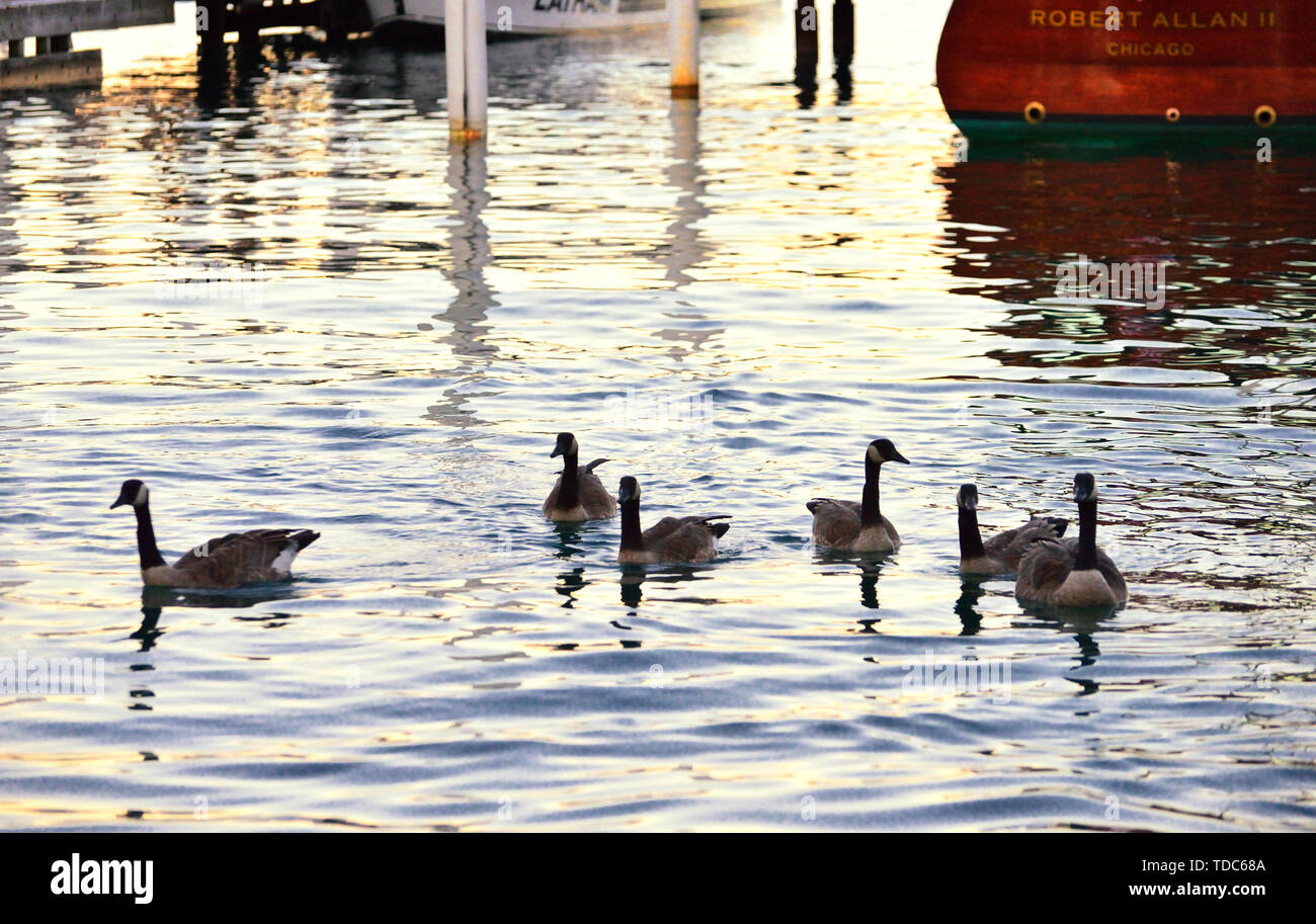 Anatre in acqua Foto Stock