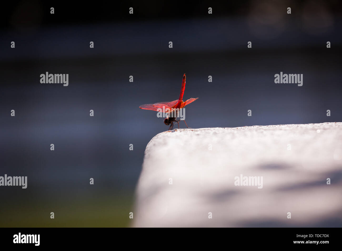 Libellula rossa in appoggio su pietra Foto Stock