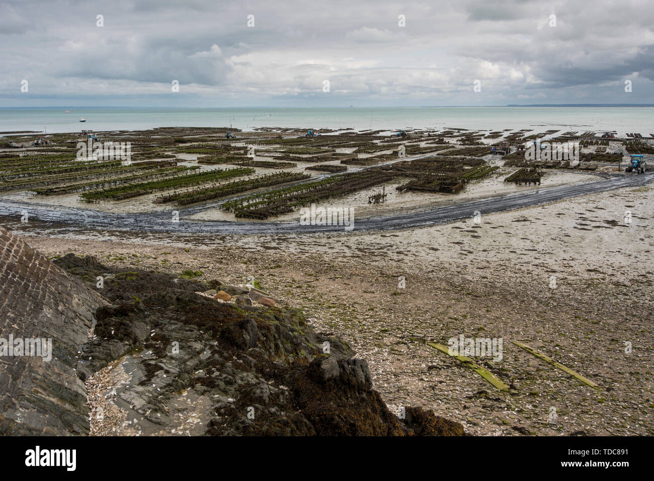 Ostriche rivelato da bassa marea sulla spiaggia di Cancale, Bretagna Francia Foto Stock