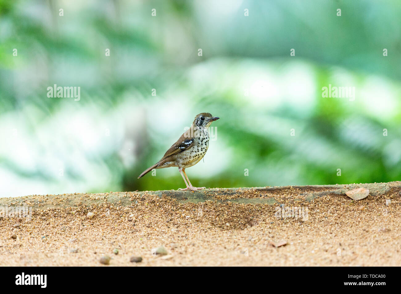 Un macchiato di tordo alato che vivono nella foresta densa di pianure dello Sri Lanka. Foto Stock